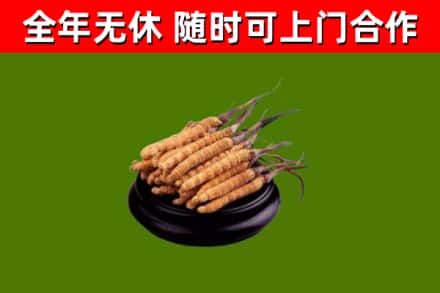 双流烟酒回收冬虫夏草.jpg